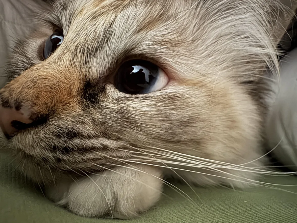 Show me your best picture of your cat