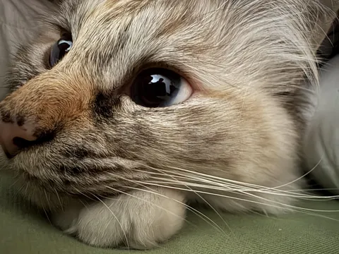 Show me your best picture of your cat