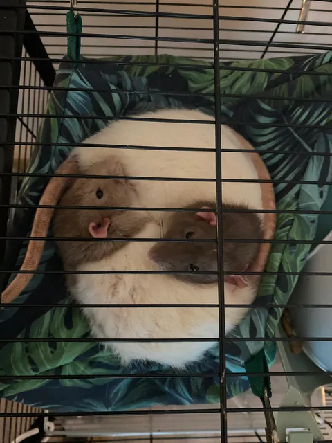 Ying and Yang 🐭✨☯️