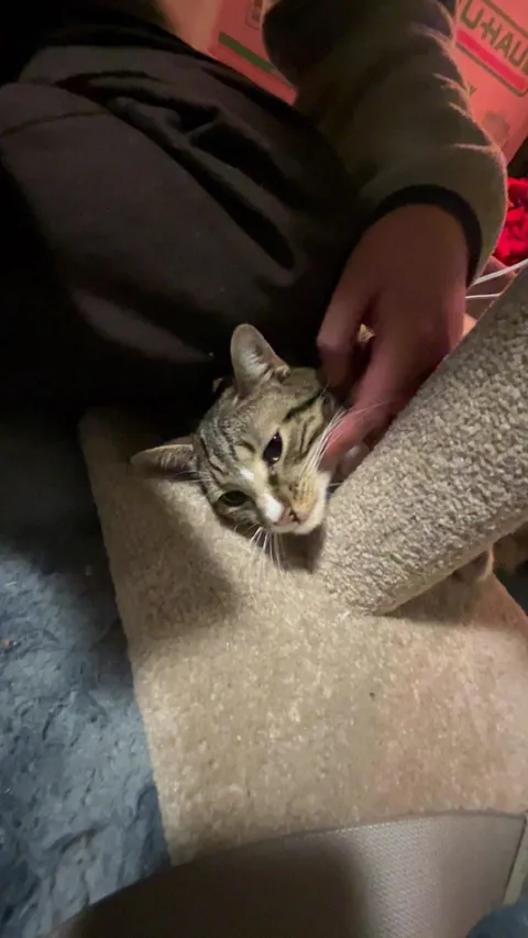 How do I explain that declawing is inhumane to my family