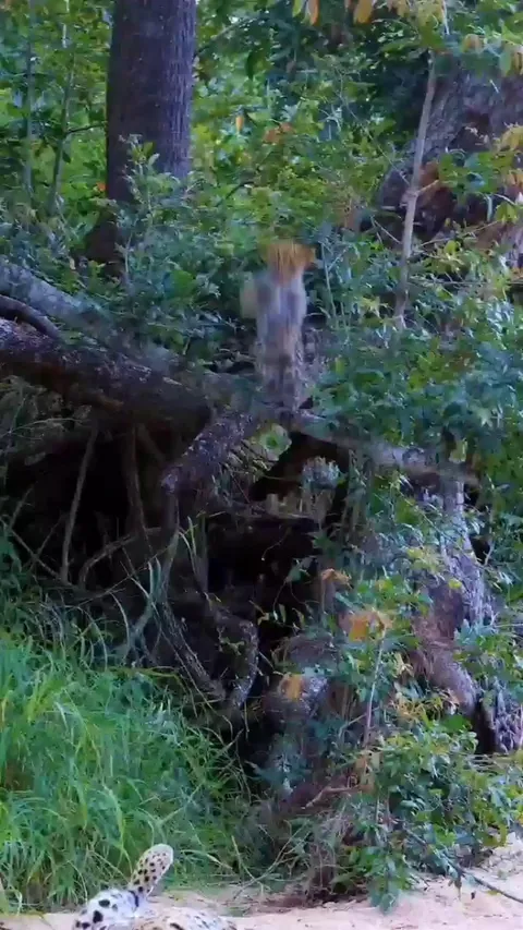 🔥 Energetic leopard cubs have fun while mom tries to nap