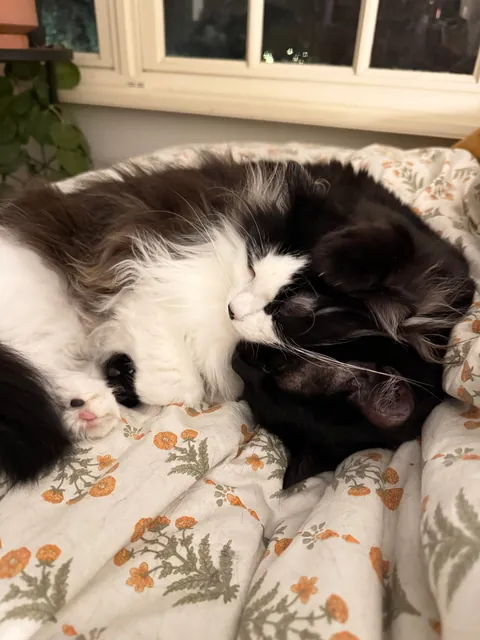 my cat saved us from a dog fight the other day by jumping in the middle of it