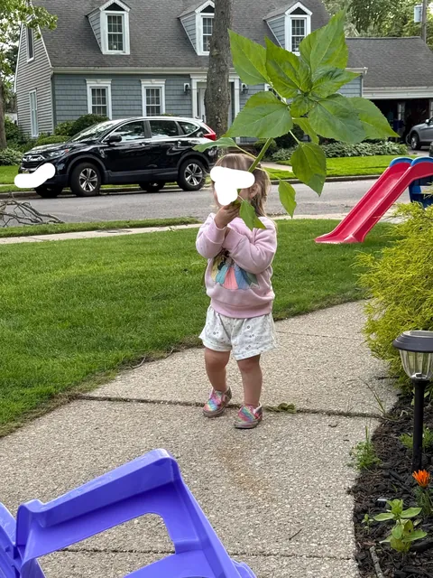 I spent the last 2 months growing sunflowers and my 1 year old just came over and said “A sword!” 😭😭😭