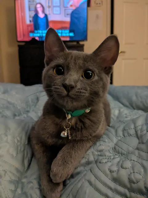 Chosen by the cat distribution system