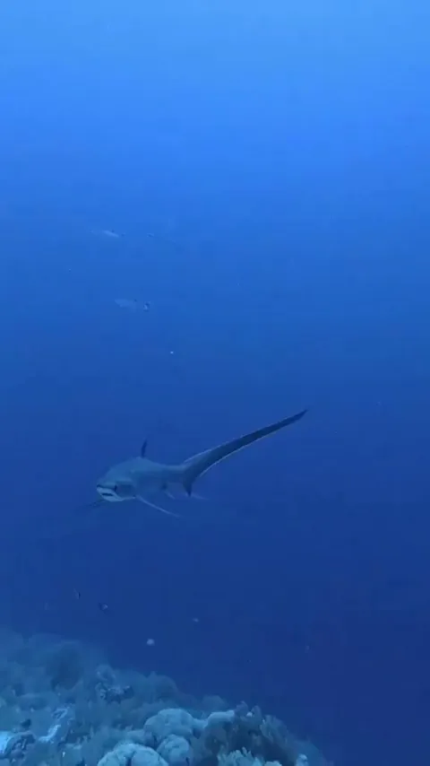 🔥 Stunning thresher shark