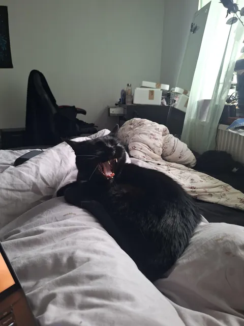 Oh hell yeah. I finally got a yawn pic💜. You know what that means...