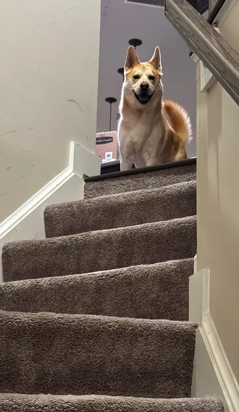 Imagine being welcomed by this floofer every time you came home. 