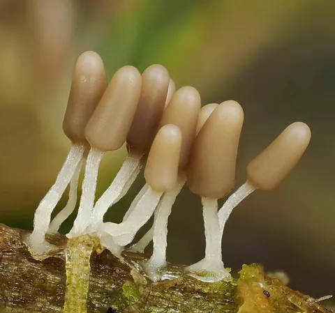 🔥 The infinitesimal, alien world of slime molds 🔥