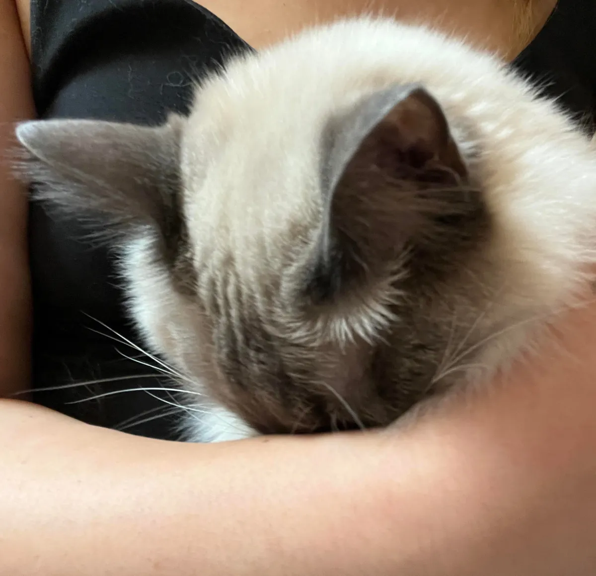 Kitty likes to burrow his face whenever we cuddle