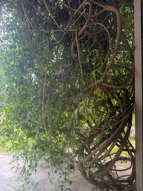 Look at my Star Jasmine! Wow! She’s thriving!