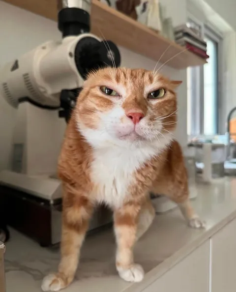 The barista will prepare your latte now