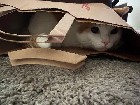 First time cat owner