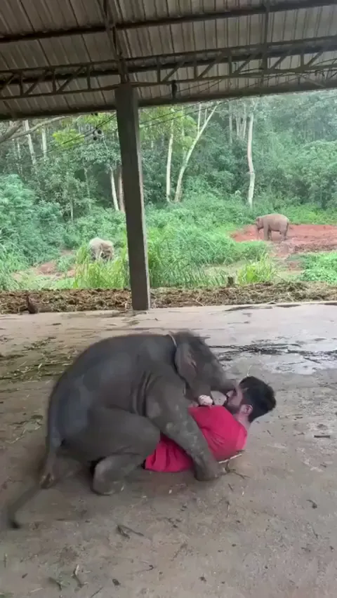 Elephants are so much like us. They mourn their dead, have strong family bonds, and are self aware. They are amazing animals..🐘♥️