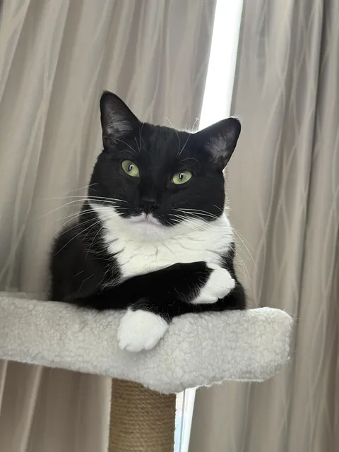 My distinguished gentleman Oscar