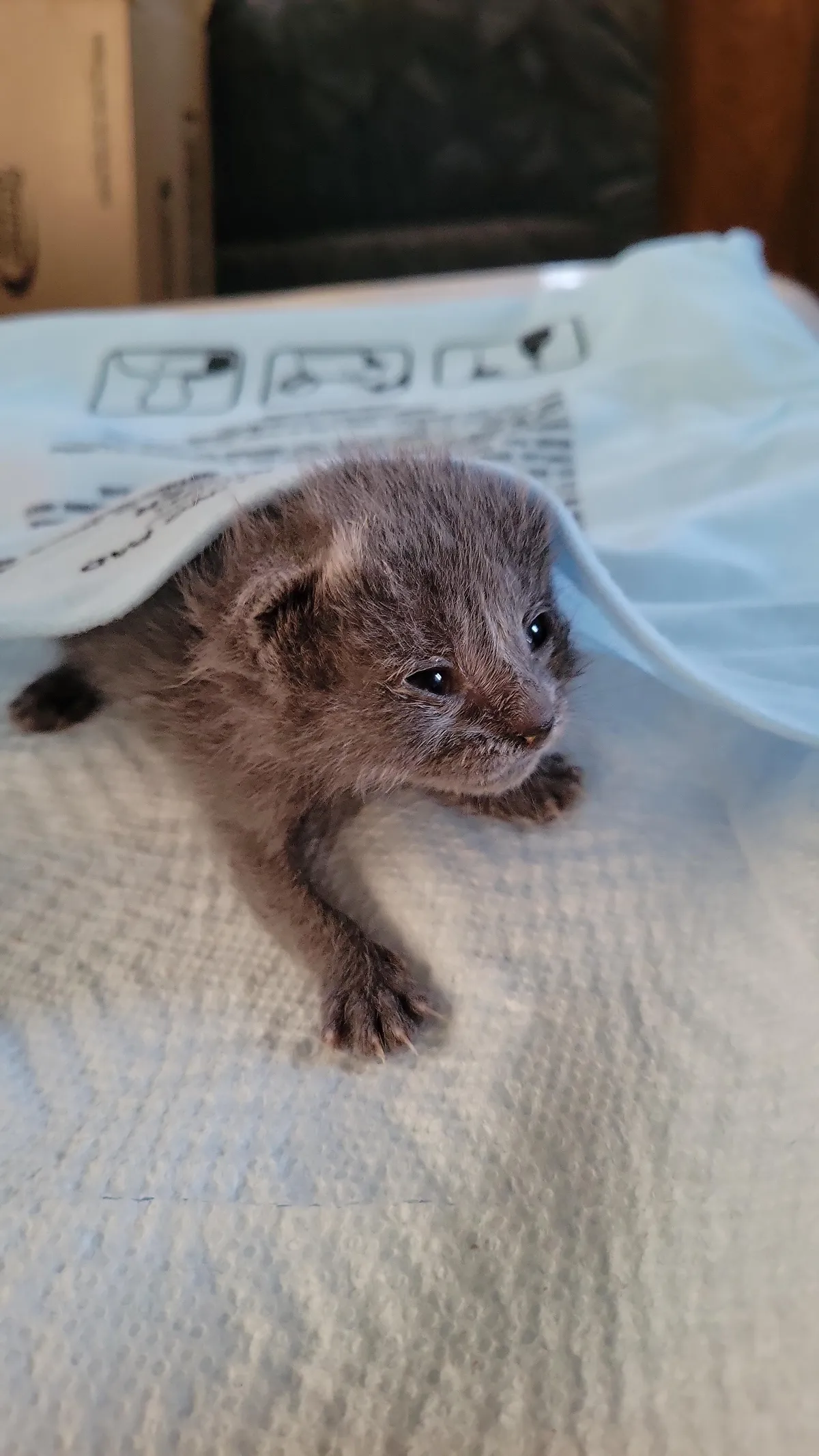 Oh boy.  My neighbor brought me a kitten a stray left in their yard.  Can't find the mom.  I bought it a heating pad and goats milk and a little syringe for now.  My pomeranian who was a mom 8 years ago cleaned it and helped it go pee.  I will be calling the vet when they open tomorrow.