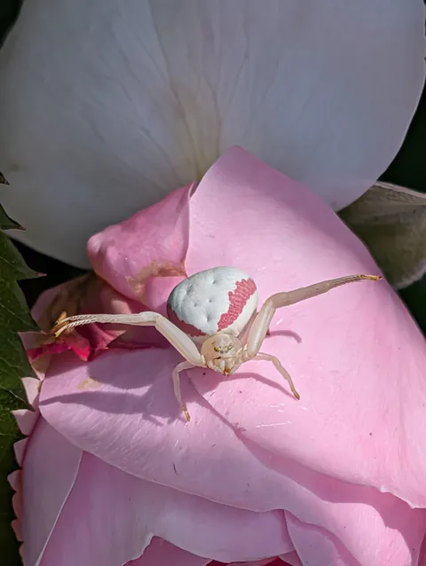 Craziest spider in my garden. #2