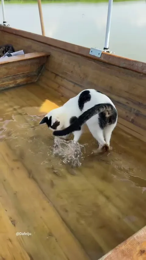 Cats: The way of water