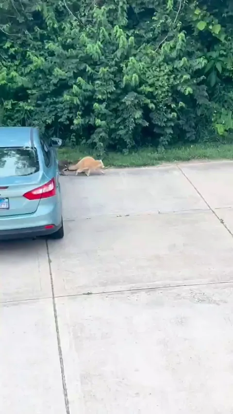 Blonde Raccoon! Blonde raccoon and her babies, one with a short tail. Not sure how rare she is but I’ve never seen a blonde before before!
