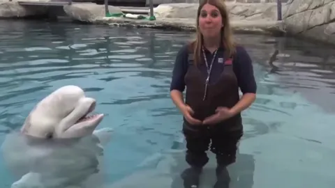 Beluga Whales don’t have vocal chords