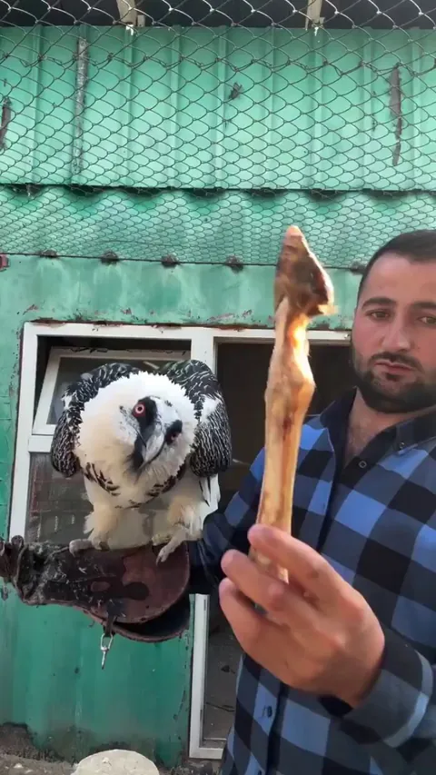 The Bearded Vulture is the only bird in the world known to thrive on a diet consisting primarily of bone.