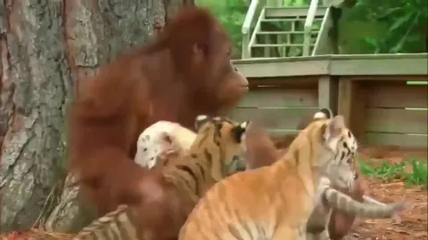 An orangutan babysits tiger cubs after learning to feed them by watching his human caretakers.