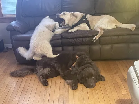 Short Round has always been such a patient boy 