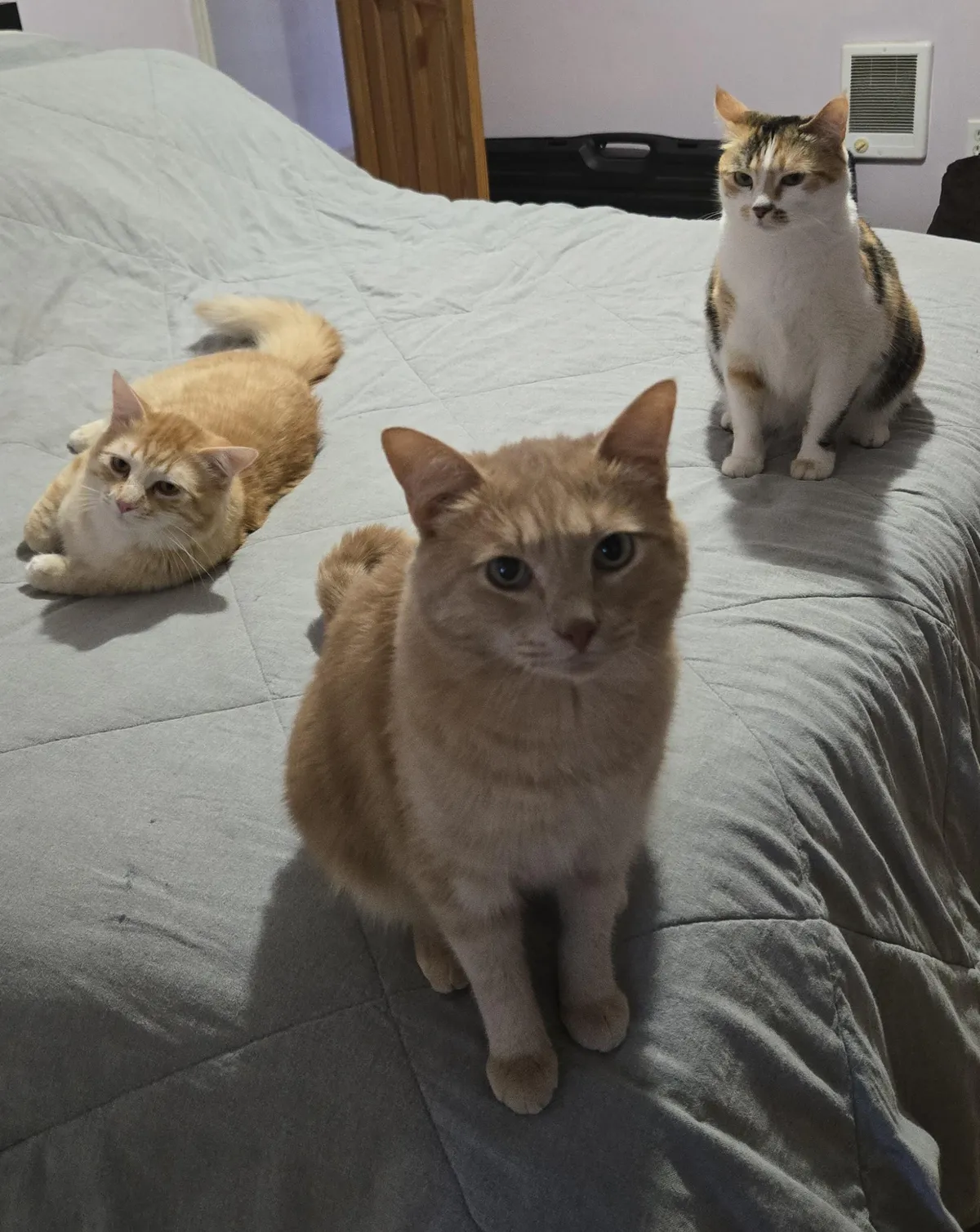 My cats are dropping their first album this summer! What's their band name?