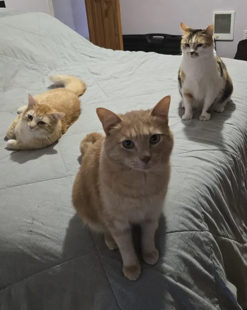 My cats are dropping their first album this summer! What's their band name?