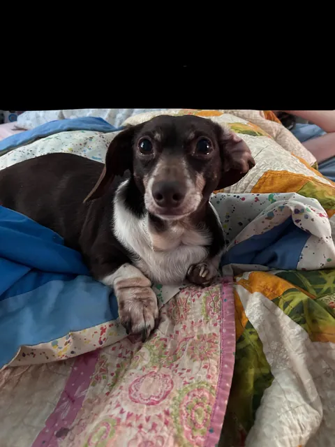 Beenee was the last of his litter. He came from a trailer park.