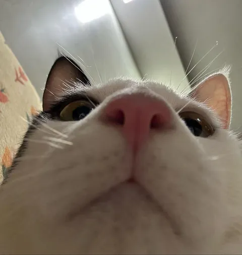 I think this is the best picture of my cat ever