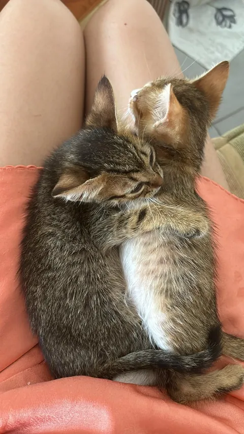 From the streets of Tunisia to the Alps, these two little rescued siblings finally found peace