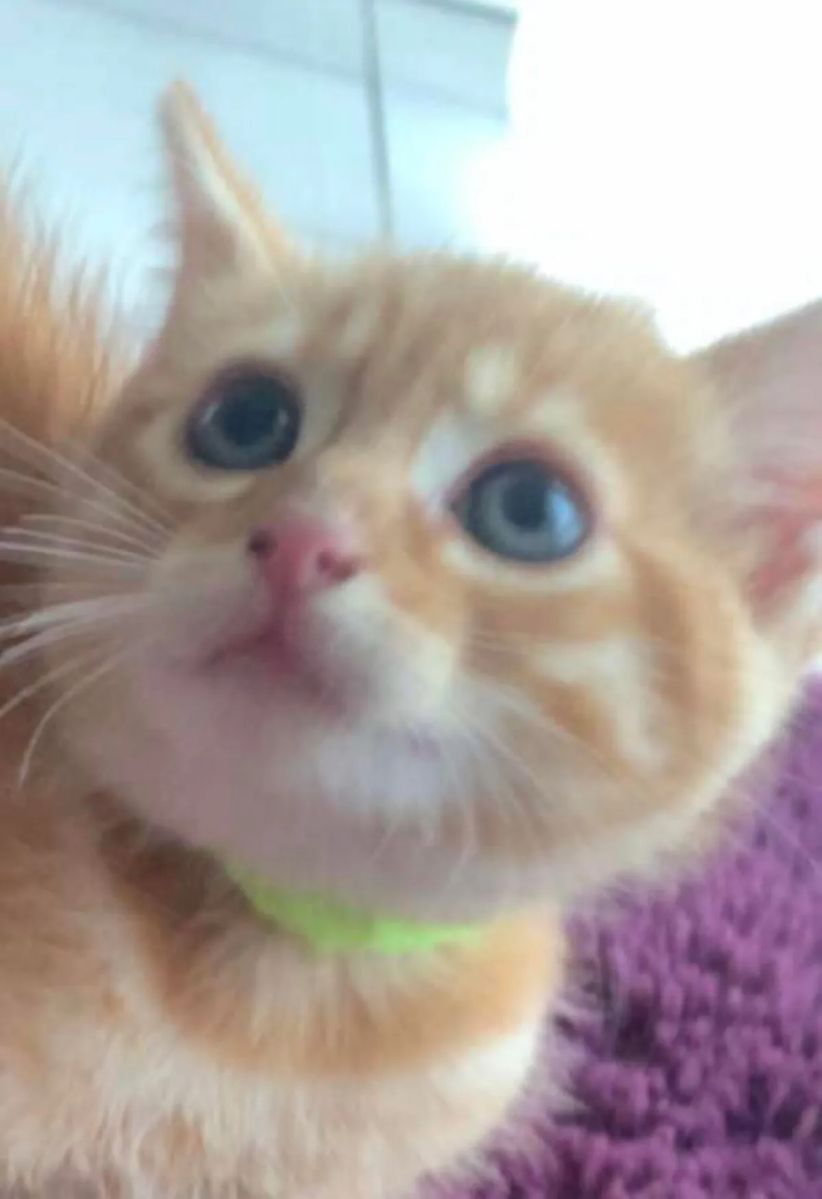 Same kitten, three months old and six months old 🥹