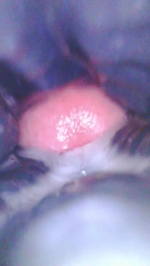 Can I breed you? [dukes muzzle]