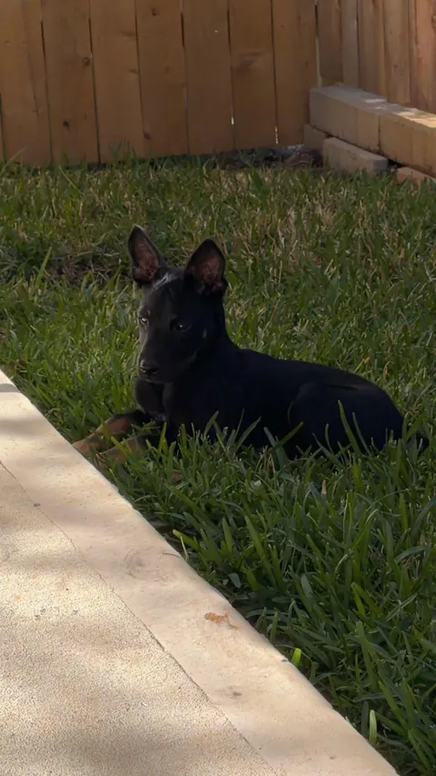 Just wanted to share my new puppy love him to pieces