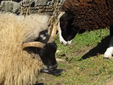 I’ve had my sheep Blackberry for a little over a year now. He has grown into such a big boy!!
