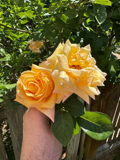 This was free and dying at home-depot 8 years ago and look at her now