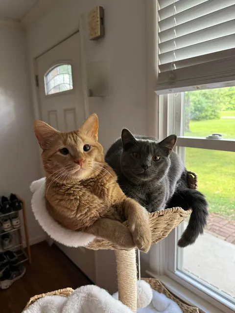 I’ve lost my best friend Link