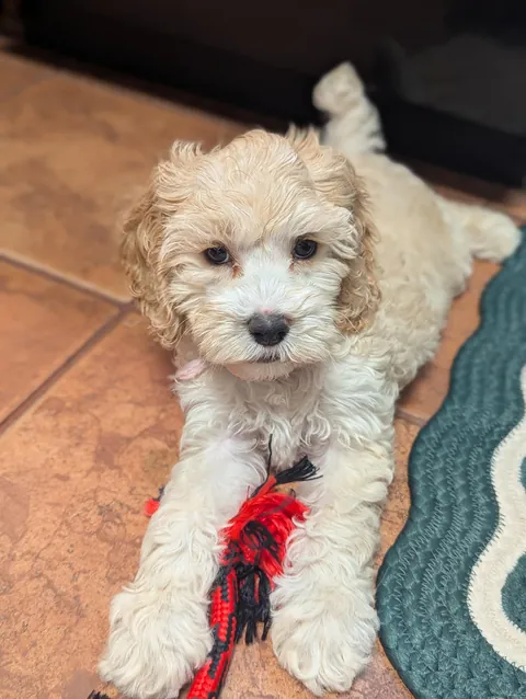 Husband got me a long awaited puppy for Christmas 🥹🐩 meet Delilah 💖