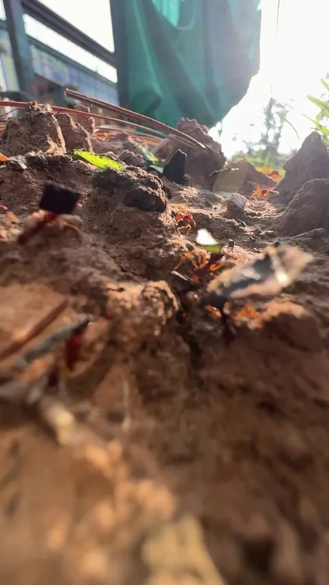 Leaf Cutter ants at my job site in Texas