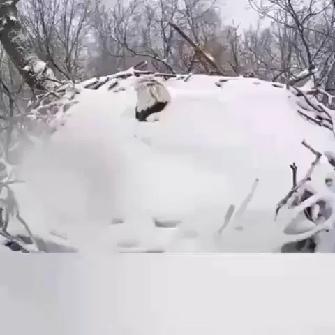 🔥 eagle is covered after heavy snowfall