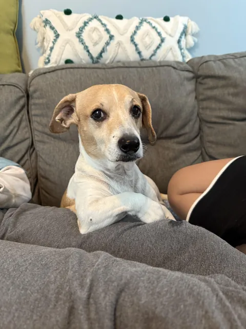 I don’t always eat treats, but when I do…I prefer Pupperroni. Stay hungry fellow puppers