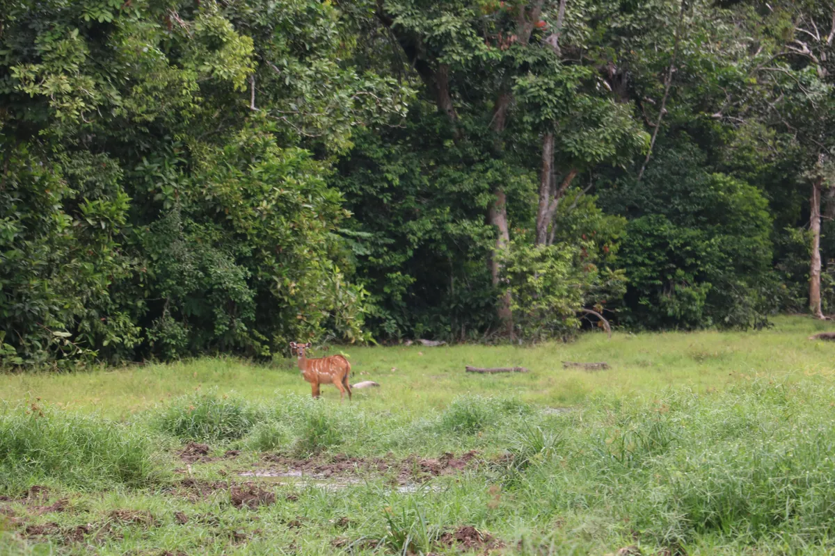 Central African Republic (CAR)