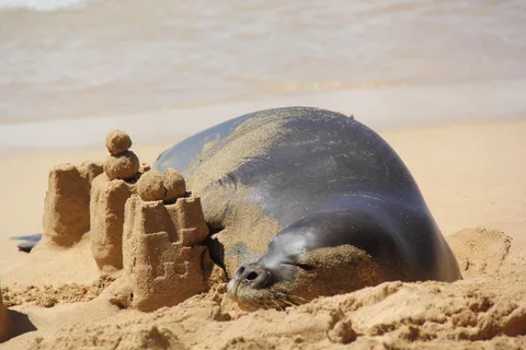 Hawaiian monk seal sleeps next to sand castle on the beach
