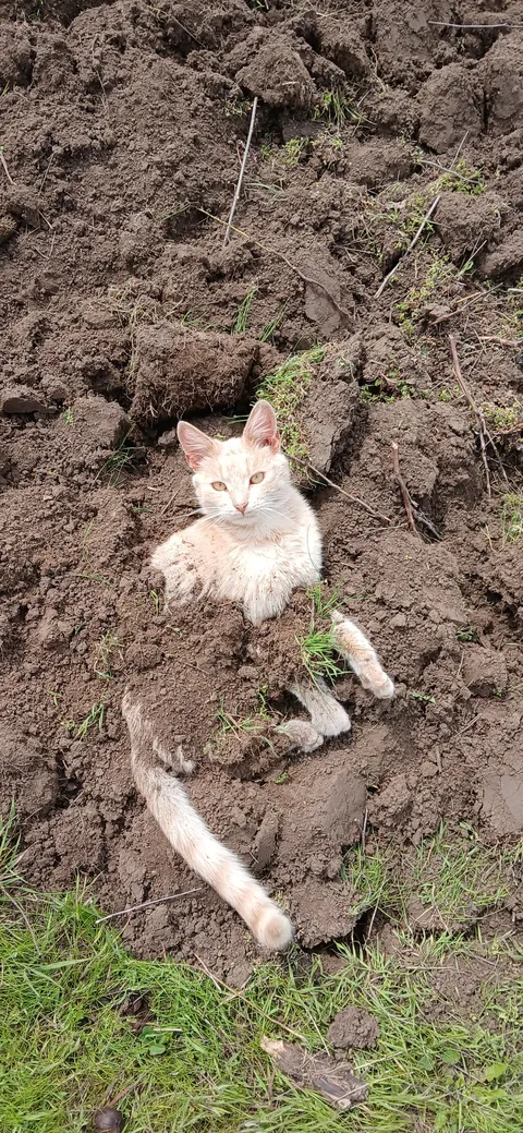 He was stopping me from digging and I had to tame him.