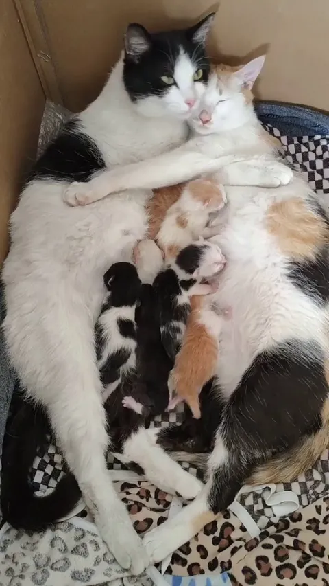 Two good moms feeding their babies together