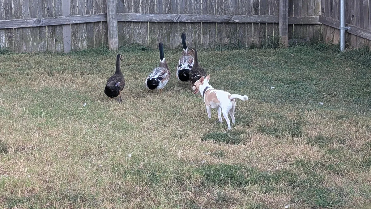 I haven't had my own pup in 12 years, I got the perfect one, his name is Franklin, and he loves everyone.