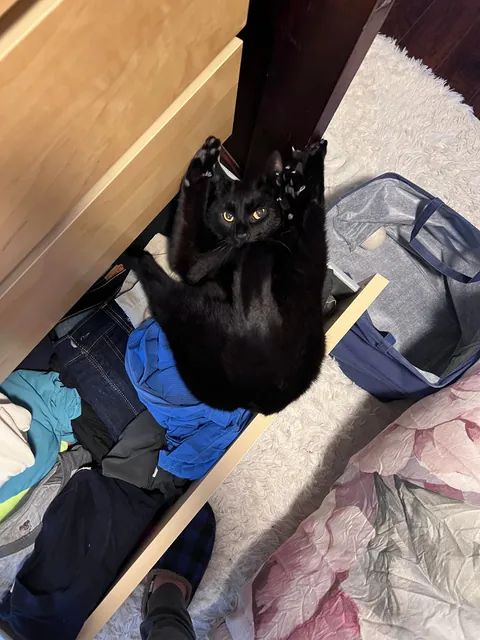 At only 4yo we had to say goodbye. You will always be the best, Bud.