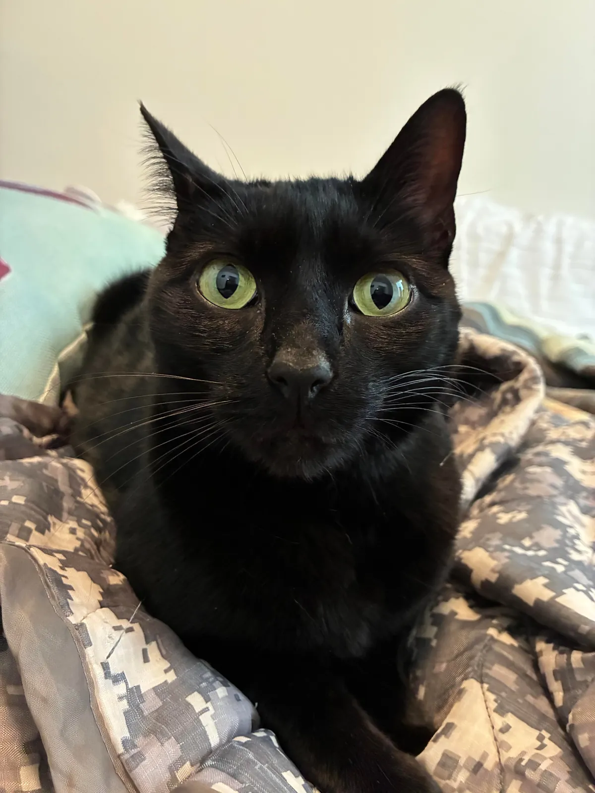 My first kitty, Sesame!