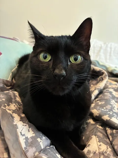 My first kitty, Sesame!