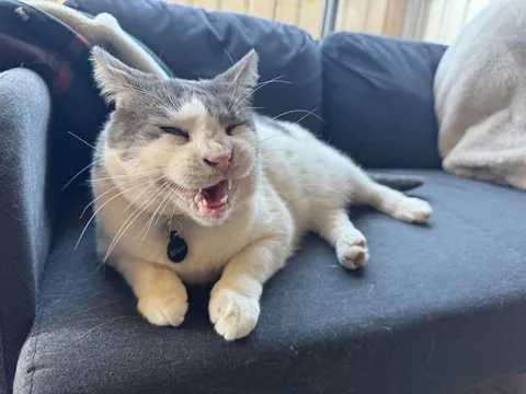 “The internet is gonna love this” - me